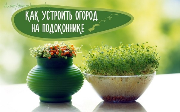 Какую зелень можно вырастить на подоконнике Какую зелень можно вырастить на подоконнике