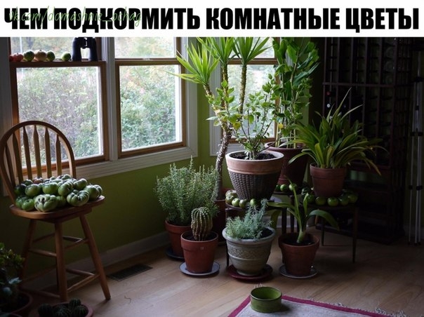 ЧЕМ ПОДКОРМИТЬ КОМНАТНЫЕ ЦВЕТЫ? ЧЕМ ПОДКОРМИТЬ КОМНАТНЫЕ ЦВЕТЫ?