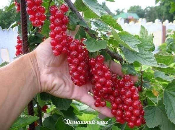 В десять раз больше урожай малины и смородины! В десять раз больше урожай малины и смородины!