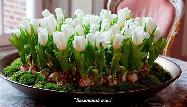 ПОСАДКА ТЮЛЬПАНОВ, НАРЦИССОВ, ГИАЦИНТОВ ОСЕНЬЮ ПОСАДКА ТЮЛЬПАНОВ, НАРЦИССОВ, ГИАЦИНТОВ ОСЕНЬЮ