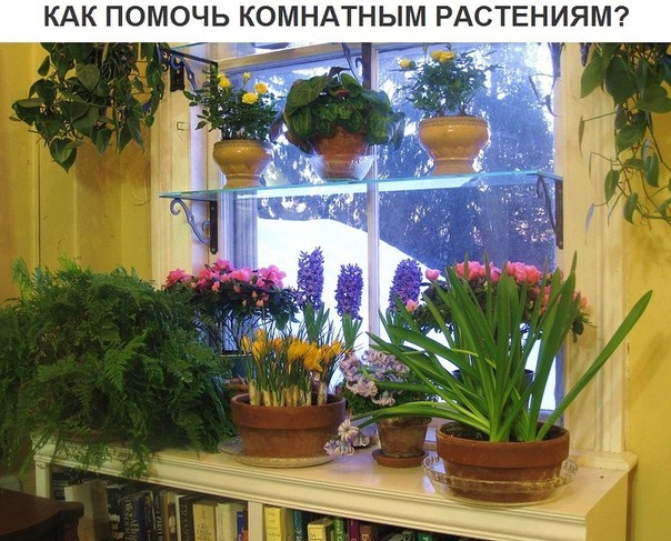 Есть простое правило: прежде чем поливать растение, опустите палец в почву на глубину 2–3 см. Она до Есть простое правило: прежде чем поливать растение, опустите палец в почву на глубину 2–3 см. Она до