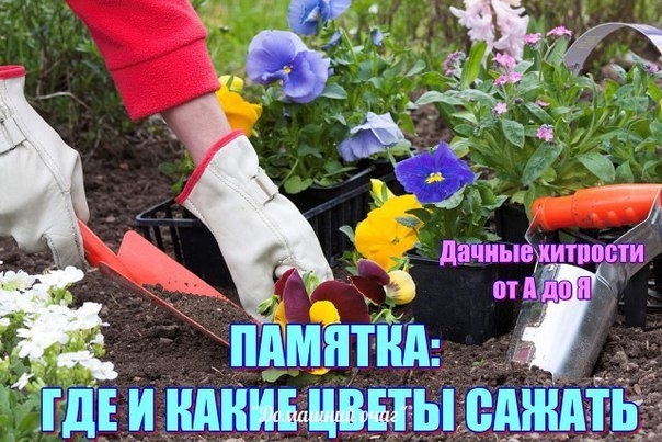 ПАМЯТКА: ГДЕ И КАКИЕ ЦВЕТЫ САЖАТЬ ПАМЯТКА: ГДЕ И КАКИЕ ЦВЕТЫ САЖАТЬ