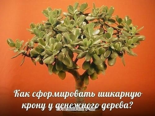 У многих из нас есть денежное дерево («красулла», или в простонародии «толстянка»), но далеко не все У многих из нас есть денежное дерево («красулла», или в простонародии «толстянка»), но далеко не все