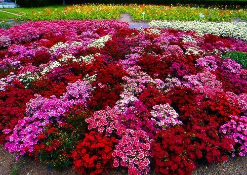 Самые красивые цветники
