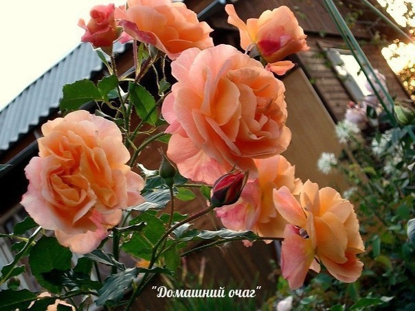Роза "Вестерланд".