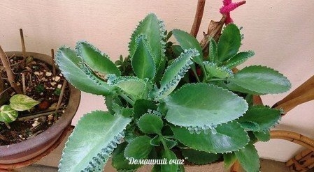 Пять народных рецептов с каланхоэ.