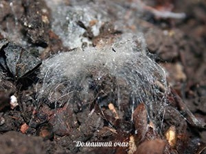 Плесень &ndash; борьба и профилактика