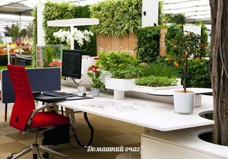 Фитодизайн помещений. Озеленение квартир и офисов