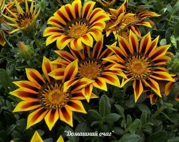 ОДНОЛЕТНИЕ САДОВЫЕ ЦВЕТЫ