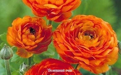 Ранункулус - цветы невест