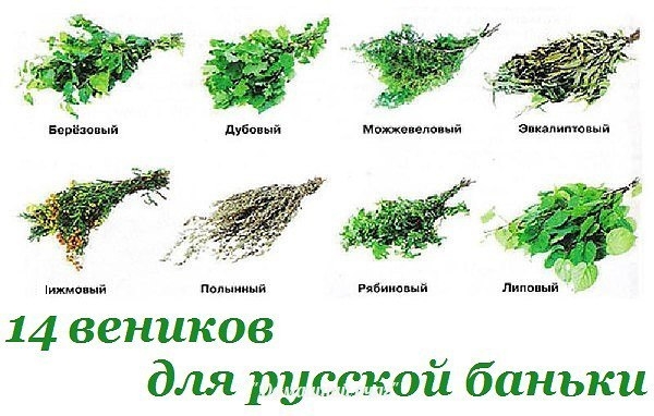14 веников для русской баньки