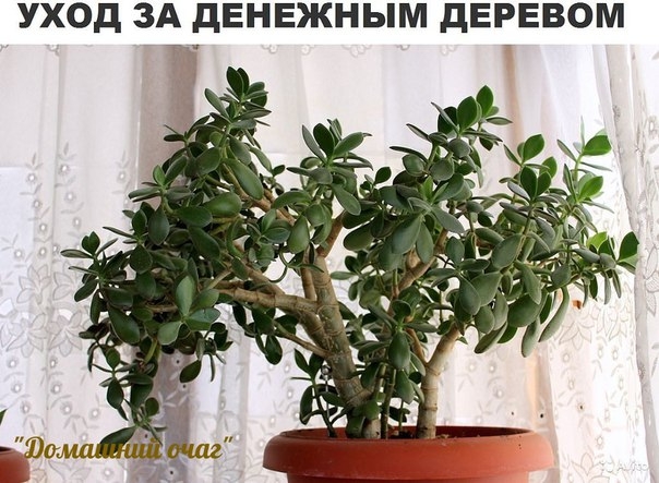Часто в наших домах и квартирах можно встретить толстянку. По-другому это растение ещё называют коти