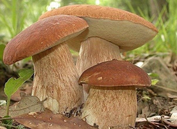 Как вырастить грибы на дачном участке? Причем не вёшенки или шампиньоны, а ценные лесные грибы &ndash; бел