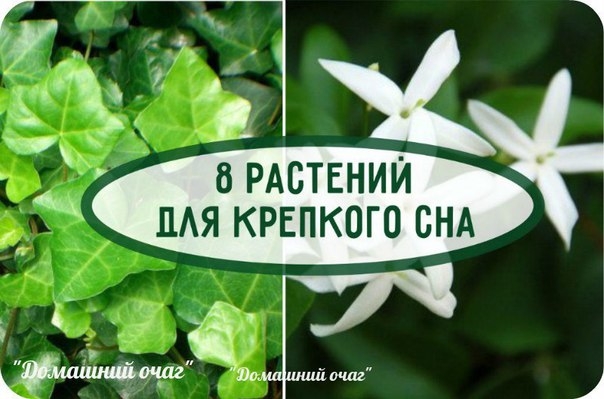 8 РАСТЕНИЙ ДЛЯ КРЕПКОГО СНА