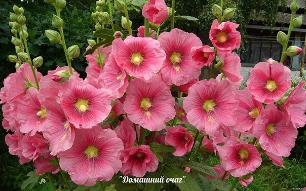 МОЙ САД. ШТОК-РОЗА ИЛИ МАЛЬВА. КРАСОТА И ЛЕЧЕНИЕ