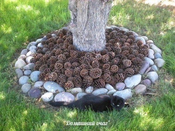 МУЛЬЧИРОВАНИЕ ШИШКАМИ МУЛЬЧИРОВАНИЕ ШИШКАМИ