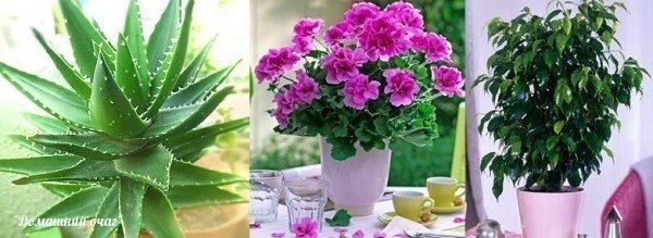 Как вернуть к жизни комнатные цветы.