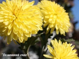 Комнатная хризантема: уход и содержание
