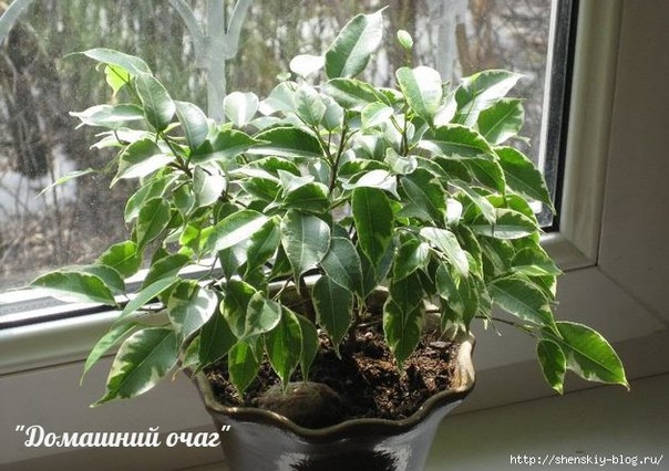 КАК УХАЖИВАТЬ ЗА ФИКУСОМ? КАК УХАЖИВАТЬ ЗА ФИКУСОМ?
