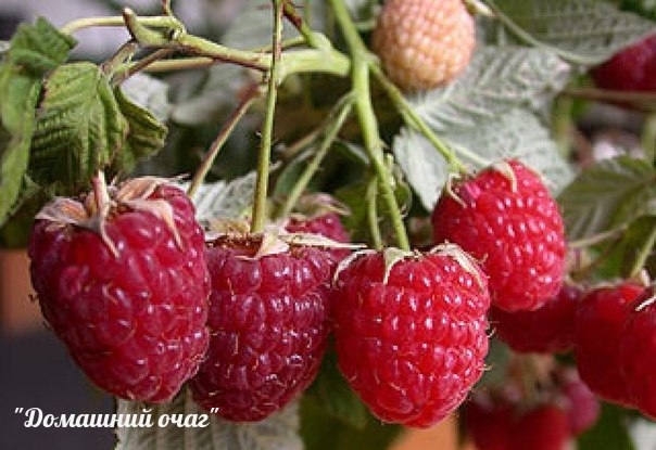 ЗАЩИЩАЕМ МАЛИНУ ОТ ВРЕДИТЕЛЕЙ БЕЗ ХИМИИ...