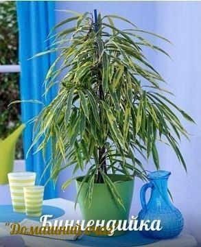Уход за фикусом Уход за фикусом
