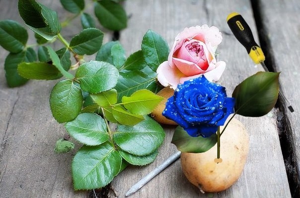 Выращиваем розу прямо в картофелине Выращиваем розу прямо в картофелине