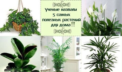 Ученые назвали 5 самых полезных растений для дома! Ученые назвали 5 самых полезных растений для дома!