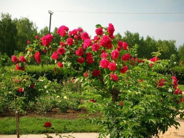 Выращиваем черенки розы в картошке ! Выращиваем черенки розы в картошке !