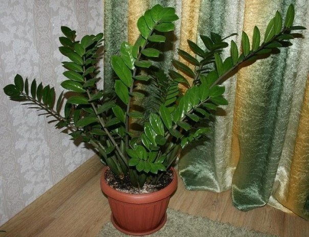 Zamioculcas или "долларовое дерево" - секреты ухода Zamioculcas или "долларовое дерево" - секреты ухода