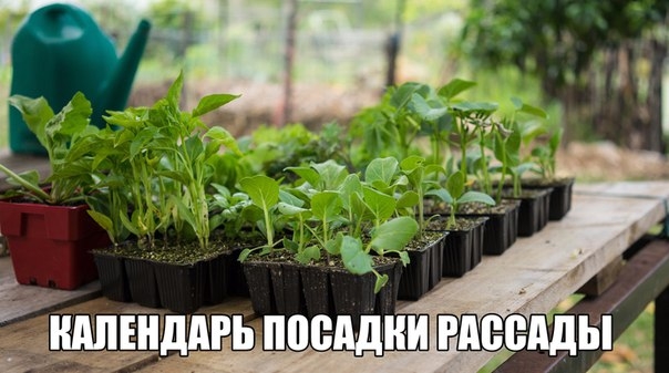 КОГДА САЖАТЬ РАССАДУ В 2018 ГОДУ - КАЛЕНДАРЬ ПОСАДКИ РАССАДЫ