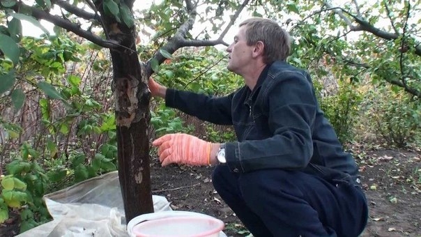 Лечебная болтушка для садовых деревьев. Лечебная болтушка для садовых деревьев.
