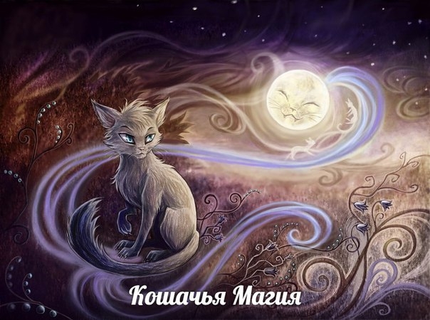 Кошка — одно из самых магических животных на земле. Кошка — одно из самых магических животных на земле.