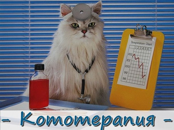 КОТОТЕРАПИЯ КОТОТЕРАПИЯ