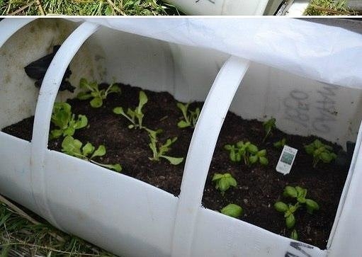 Теплица из пластиковой бочки Теплица из пластиковой бочки