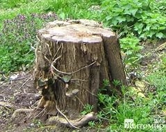 Расчищая площадь, владельцы собственных участков сталкиваются не только с сорняками, да различным му Расчищая площадь, владельцы собственных участков сталкиваются не только с сорняками, да различным му