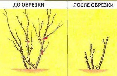 Как правильно обрезать розы на зиму осенью? Как правильно обрезать розы на зиму осенью?