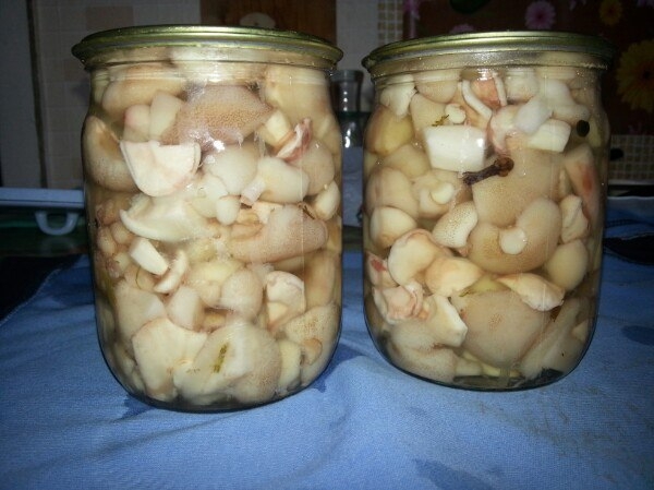 Маслята маринованные. Маслята маринованные.