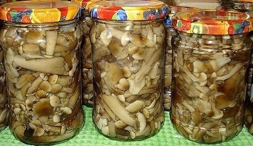 Маринованные опята Маринованные опята