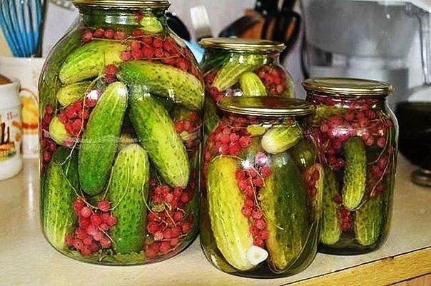 Маринованные огурцы с красной смородиной. Маринованные огурцы с красной смородиной.