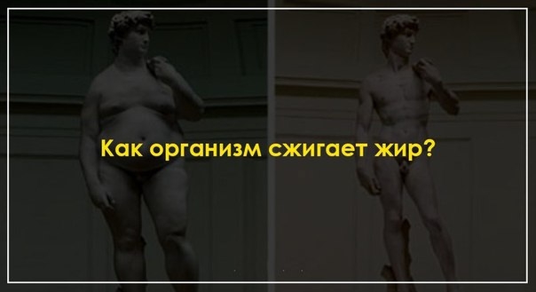Как организм сжигает жир? Как организм сжигает жир?