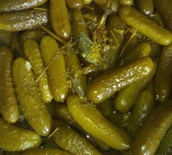 Соленые огурцы (как из бочки) в пластиковой бутылке. Этот рецепт очень простой,даже для ленивых хозя Соленые огурцы (как из бочки) в пластиковой бутылке. Этот рецепт очень простой,даже для ленивых хозя