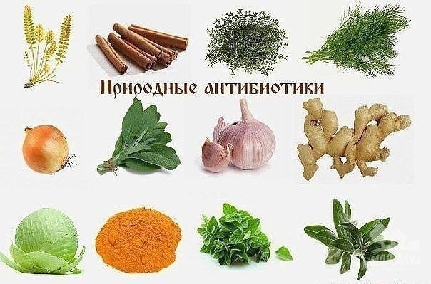 ПРИРОДНЫЕ АНТИБИОТИКИ.