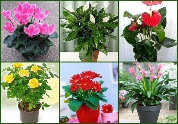 Секреты по уходу за цветами